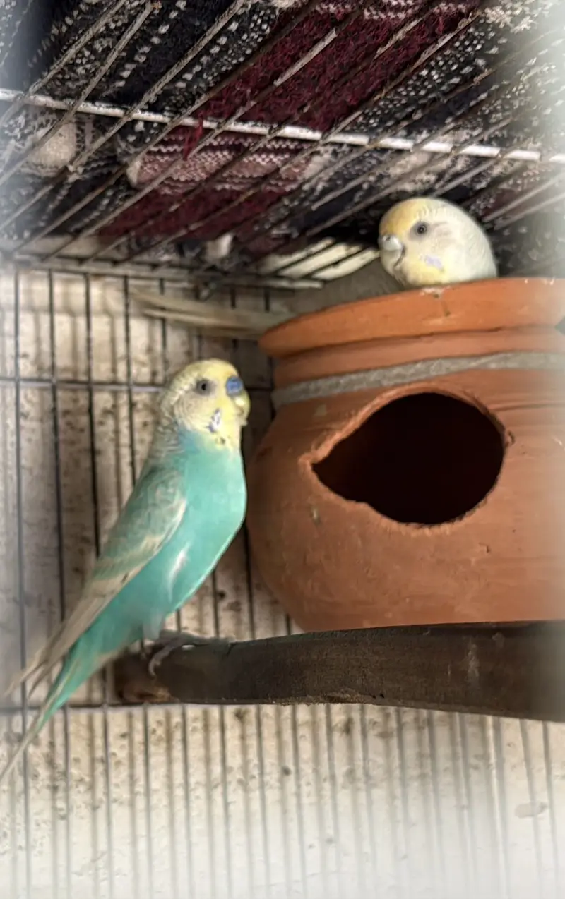 Red Eyes and Rainbow Budgies pair — photo 5