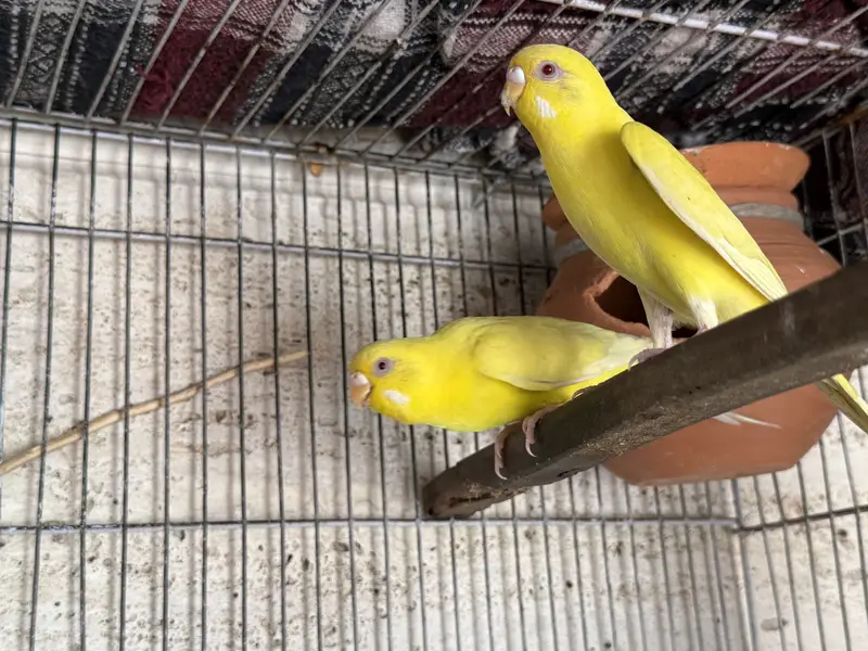 Red Eyes and Rainbow Budgies pair — photo 6
