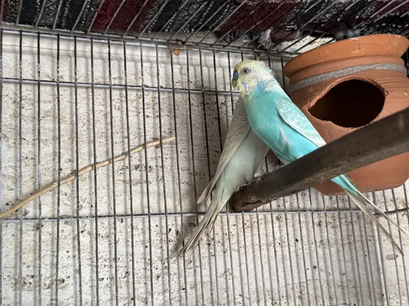 Red Eyes and Rainbow Budgies pair — photo 7