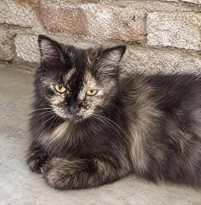 Cat for Adoption – Hyderabad