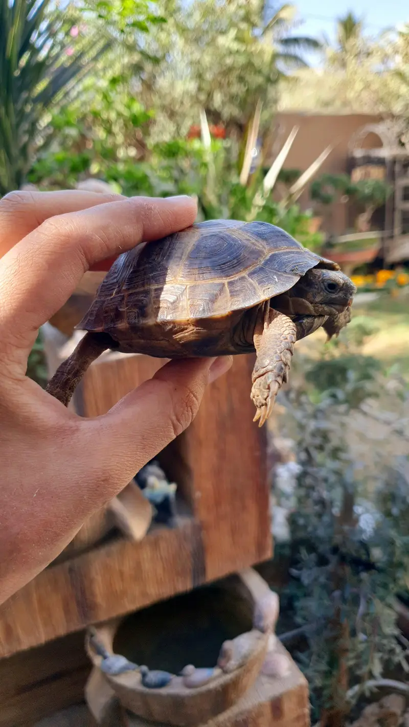 russian tortoise — photo 2
