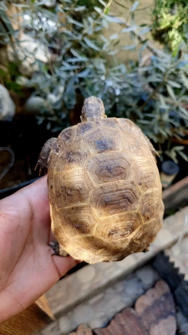 russian tortoise — photo 3