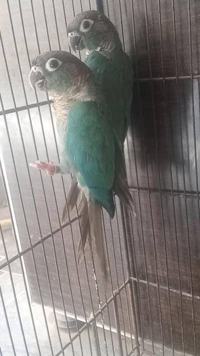 Blue tarquize pair