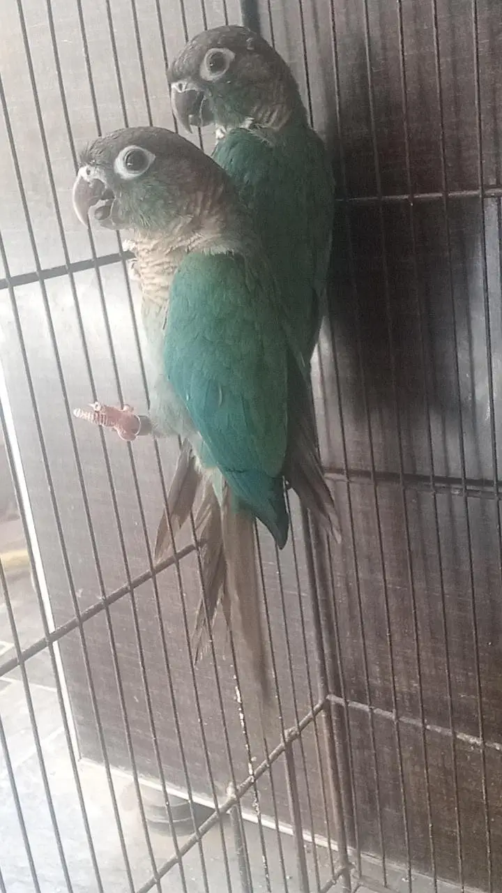Blue tarquize pair