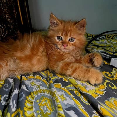 persian cat kitan