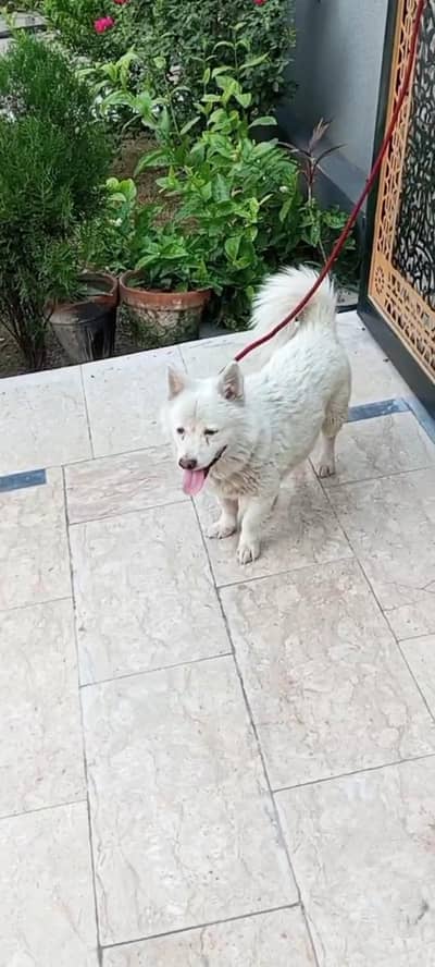 Russian dog for sell