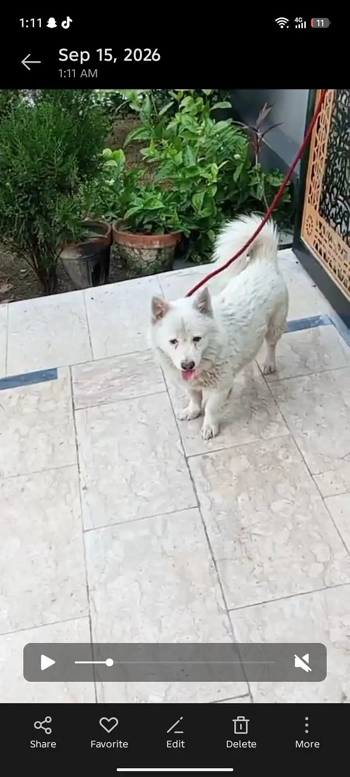 Russian dog for sell — photo 2