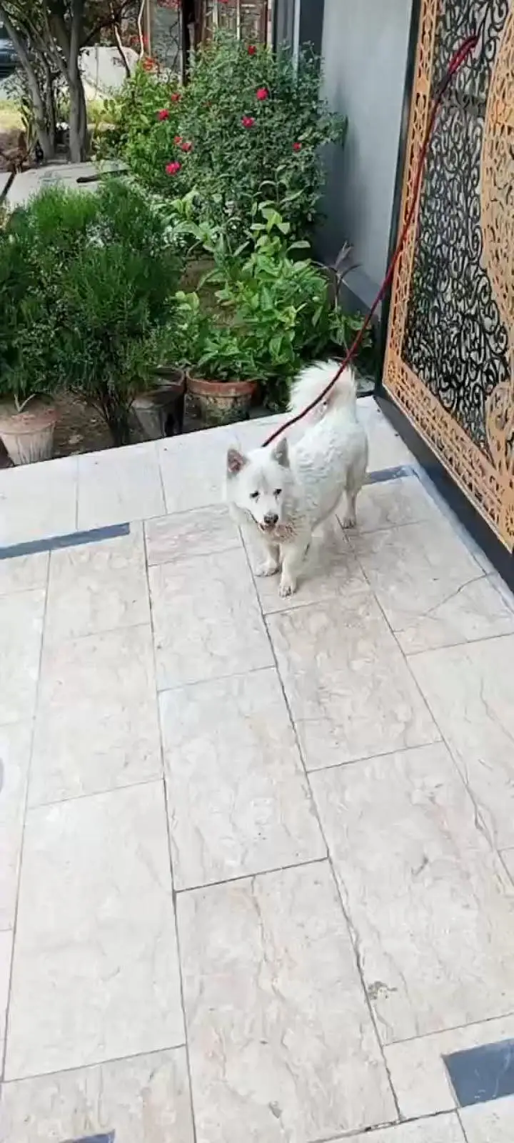 Russian dog for sell — photo 3