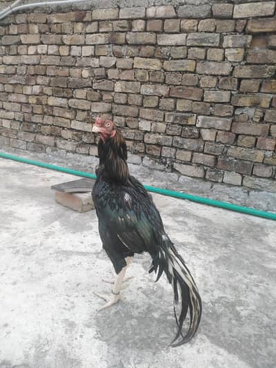 mushki i Madi sawa mushka birds