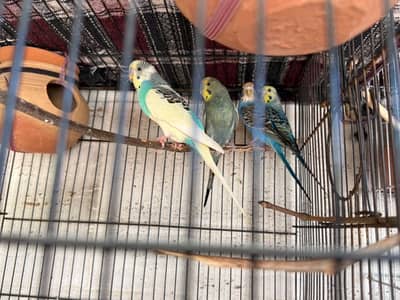 2 Budgies pair available