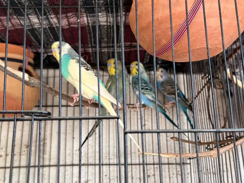 2 Budgies pair available — photo 2