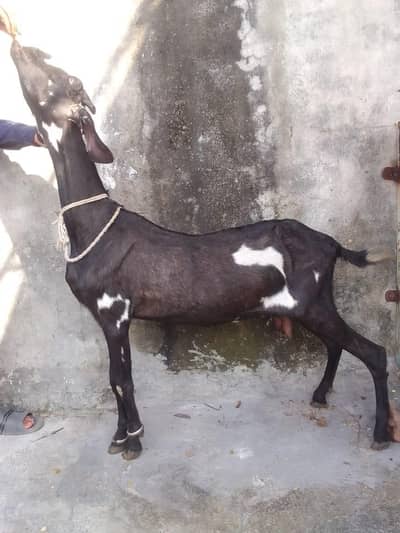 2 dean sa krass ha deasi bakrie 03274584705