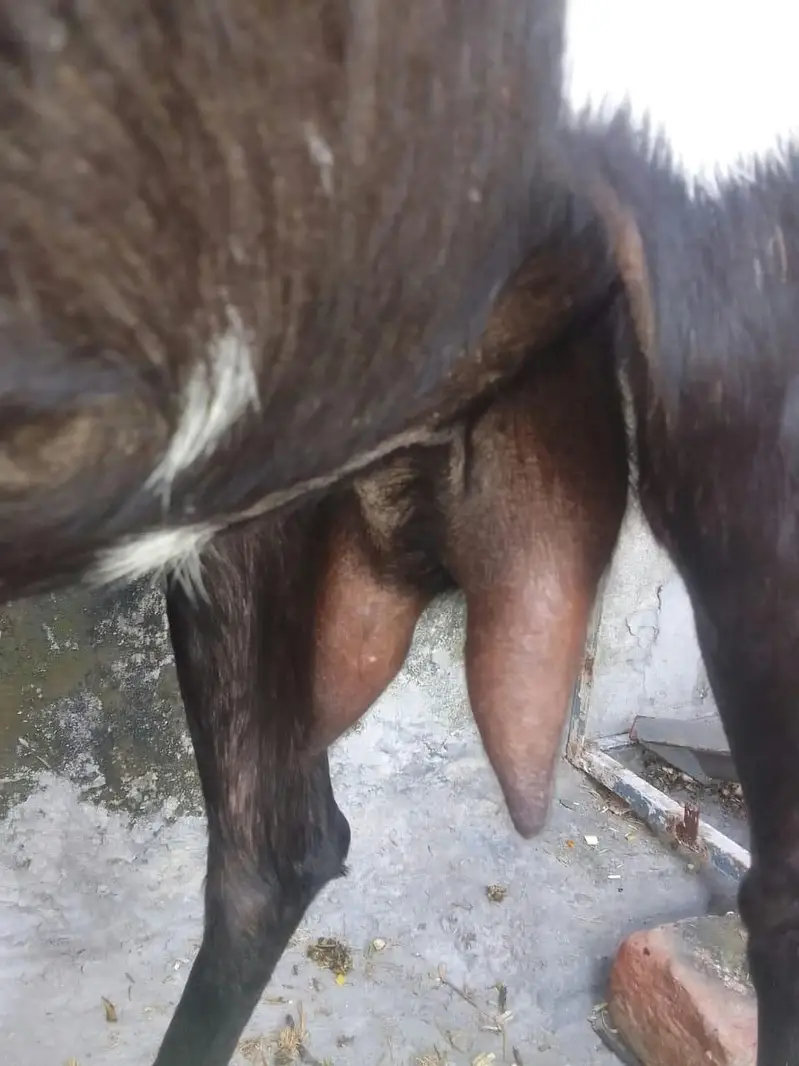 2 dean sa krass ha deasi bakrie 03274584705 — photo 3
