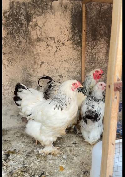 Light Columbian brahma
