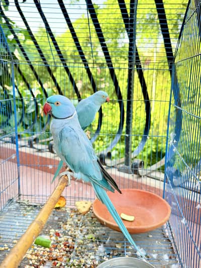 Blue Ringneck