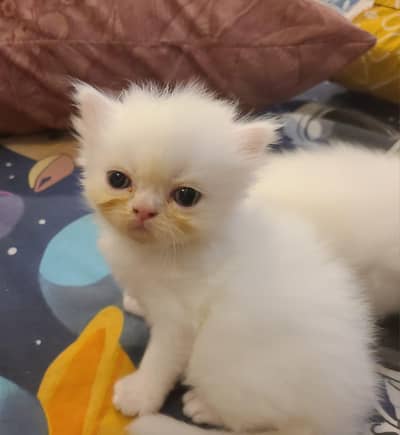 pure persian kittens available for sell