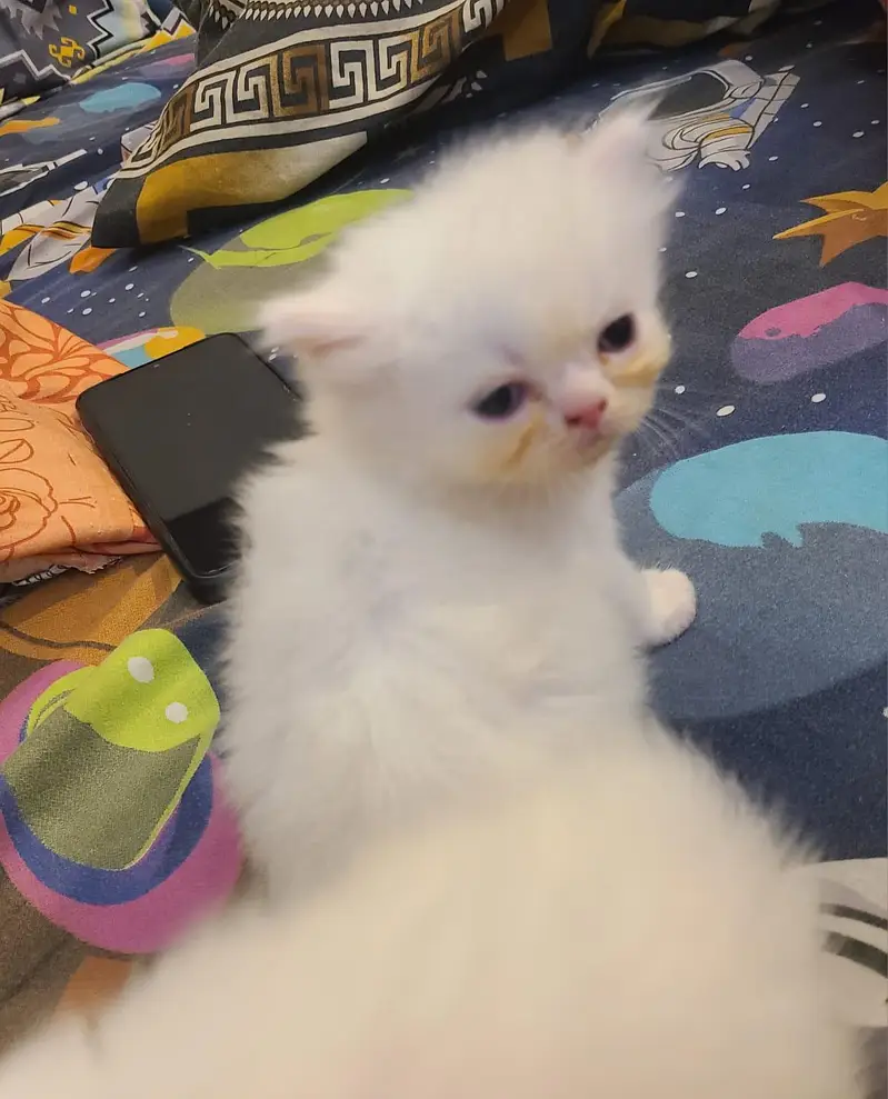 pure persian kittens available for sell — photo 2