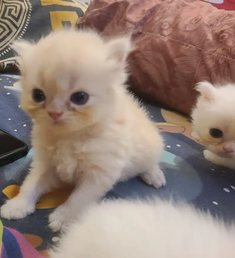 pure persian kittens available for sell — photo 3