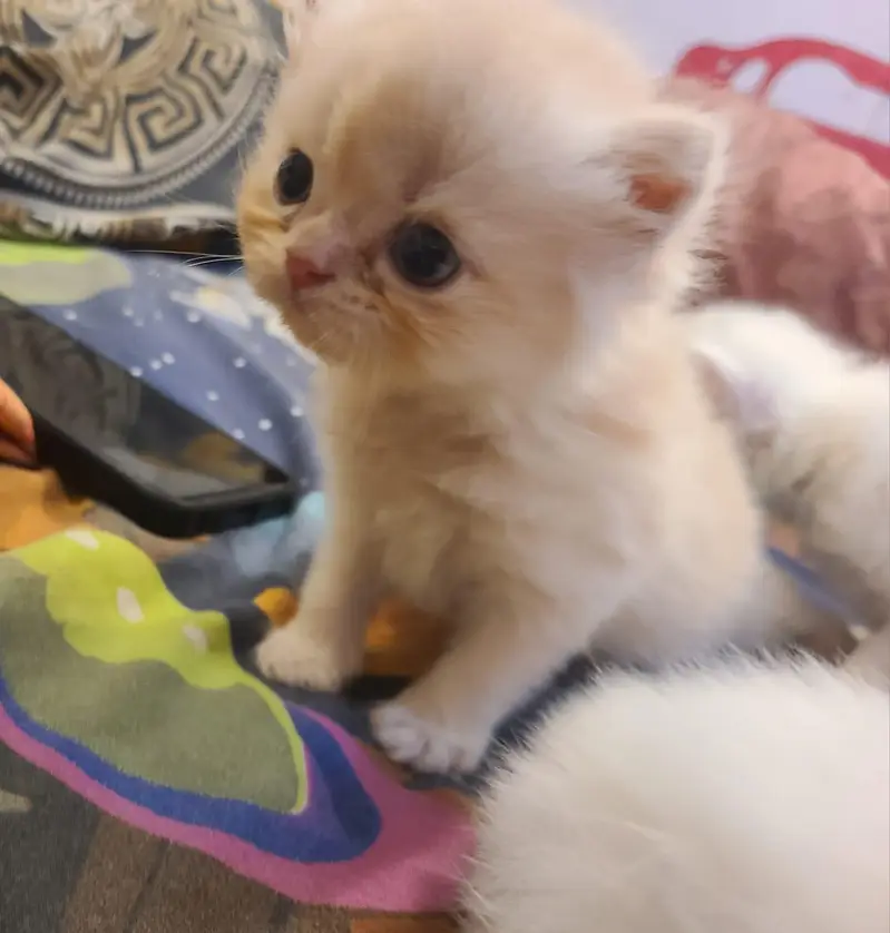 pure persian kittens available for sell — photo 4