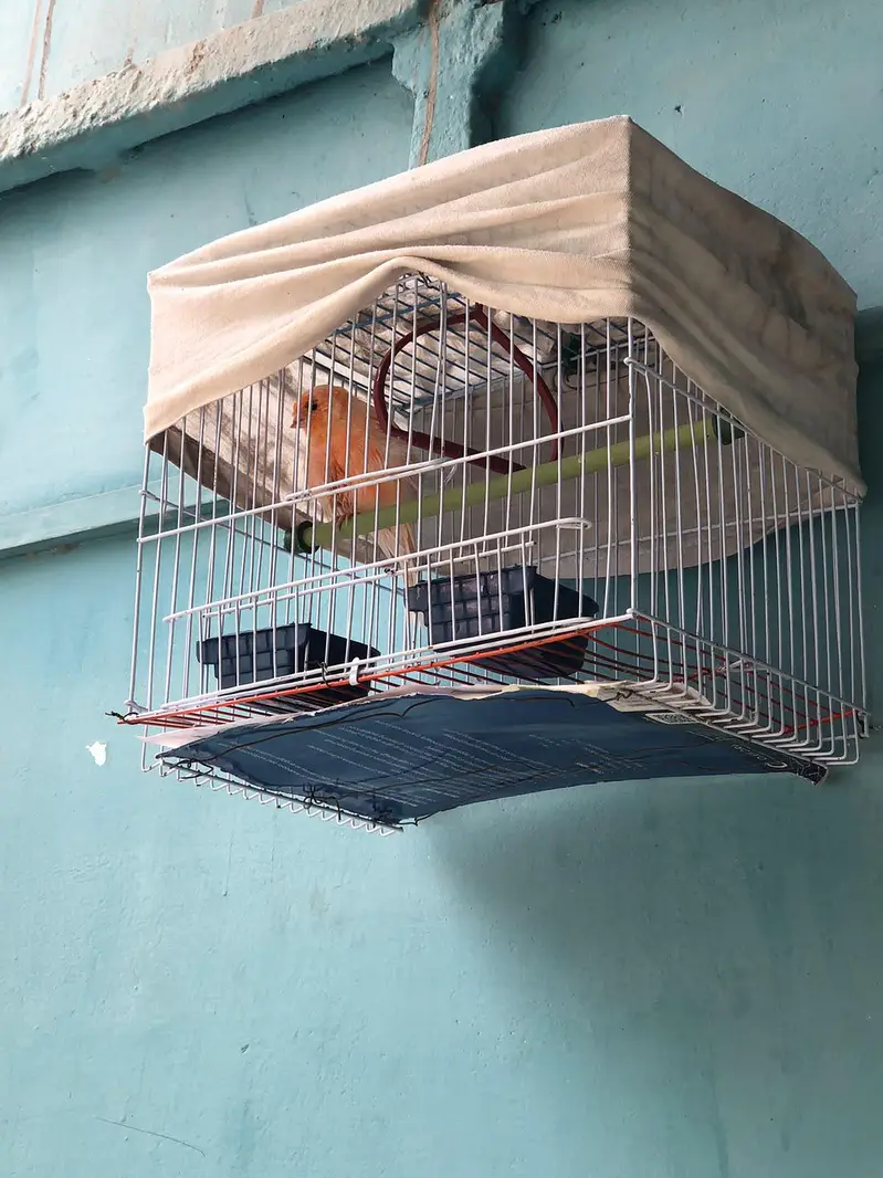 supar Canary bird for sale