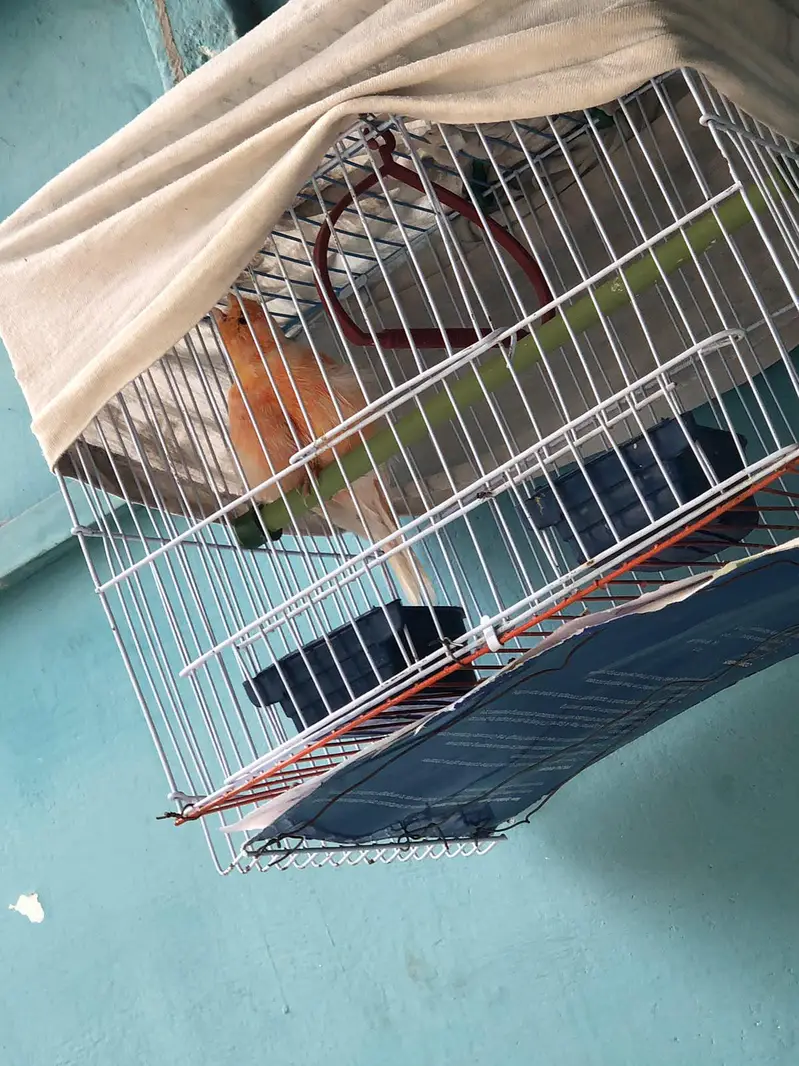 supar Canary bird for sale — photo 2