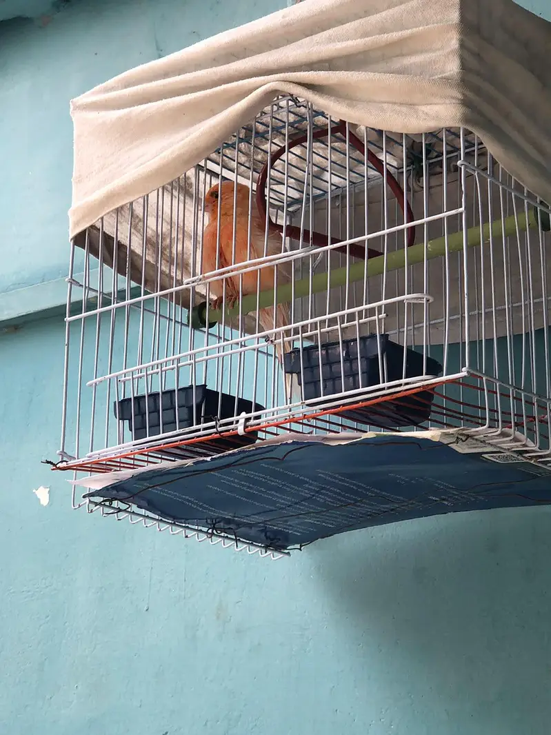 supar Canary bird for sale — photo 3