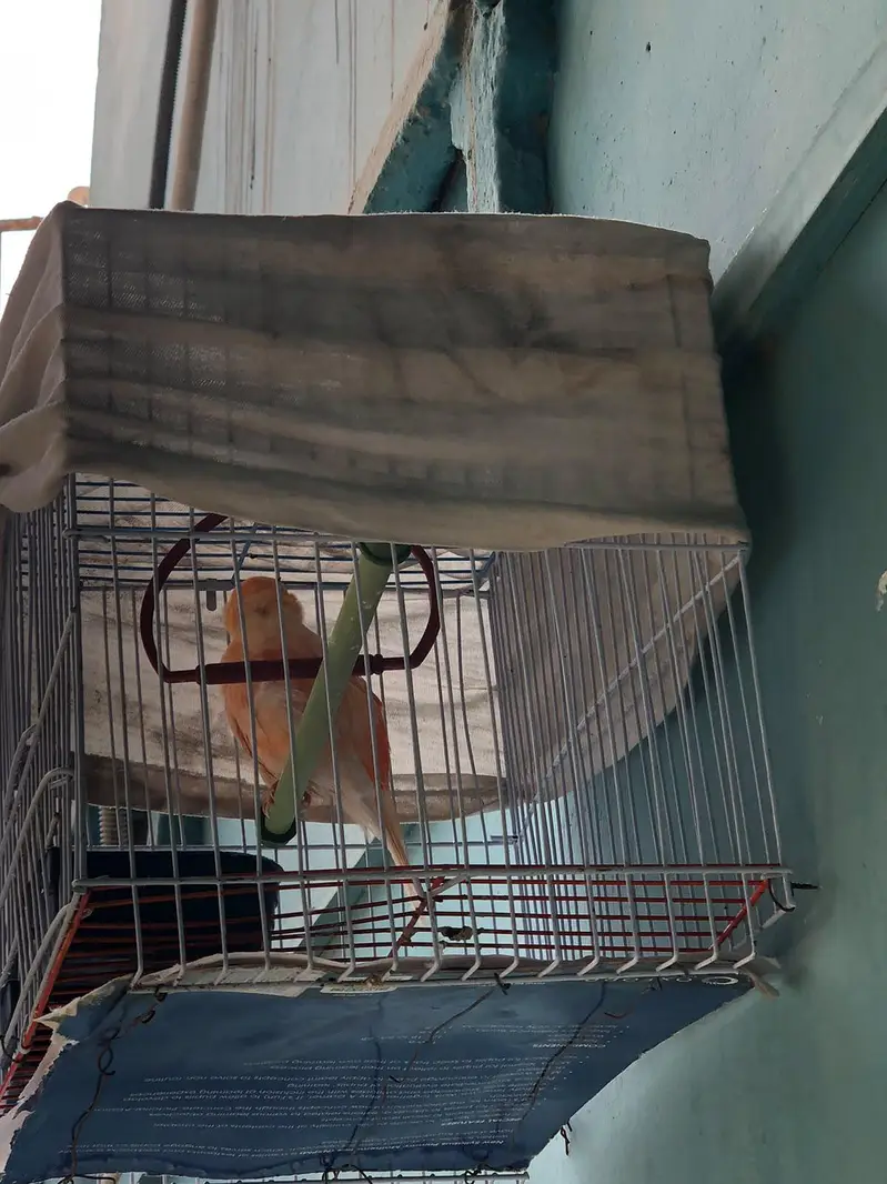 supar Canary bird for sale — photo 4
