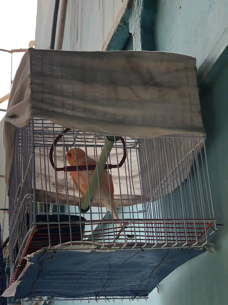 supar Canary bird for sale — photo 5