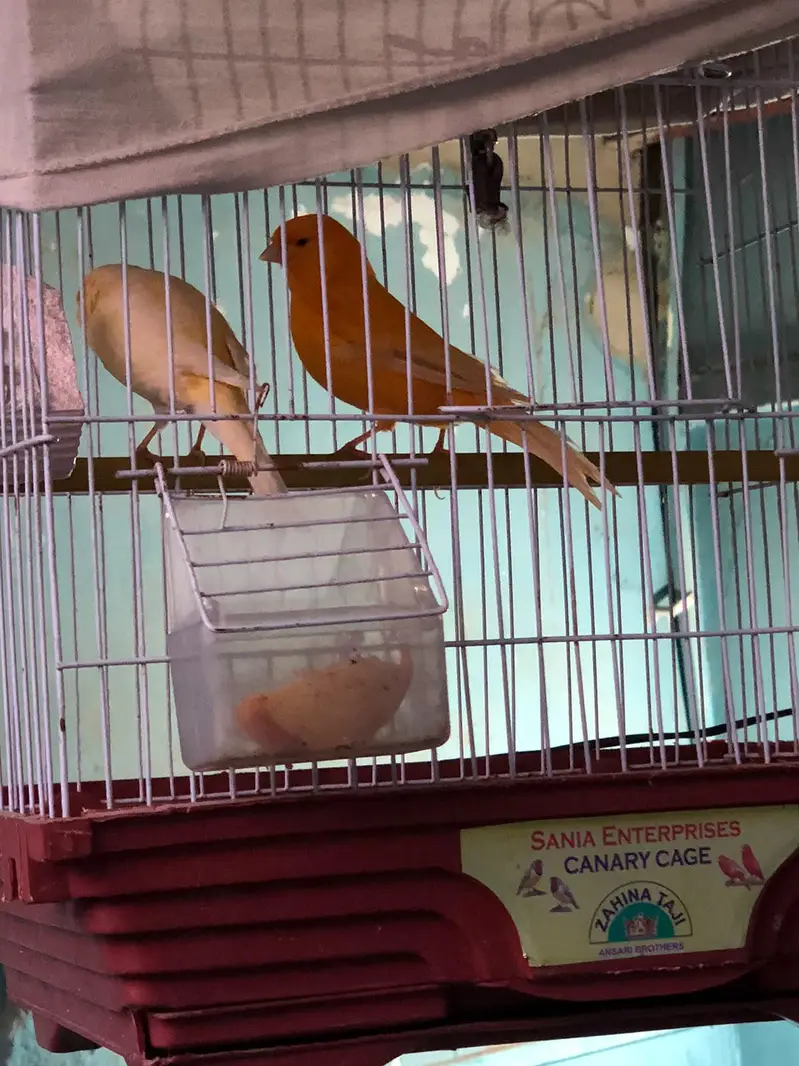 supar Canary bird for sale — photo 6