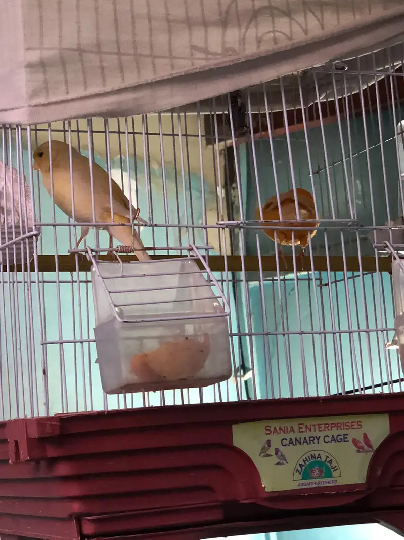 supar Canary bird for sale — photo 7