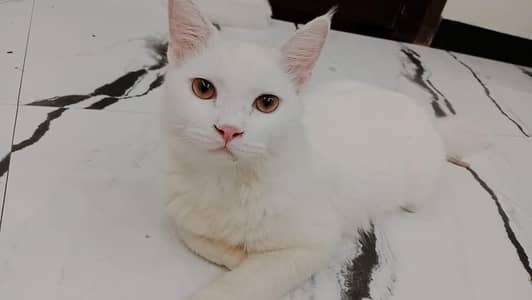 white Male/female Persian cat's  WhatsApp 03167654682