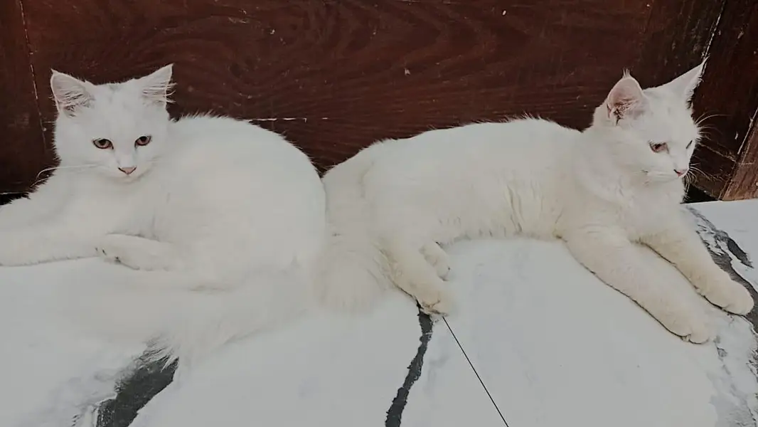white Male/female Persian cat's  WhatsApp 03167654682 — photo 2