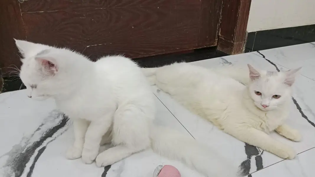 white Male/female Persian cat's  WhatsApp 03167654682 — photo 3