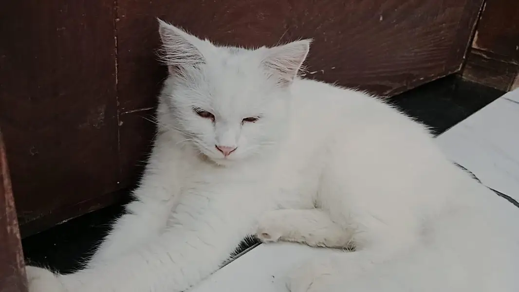 white Male/female Persian cat's  WhatsApp 03167654682 — photo 4