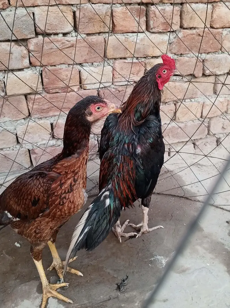 Pure Mianwali Aseel pair