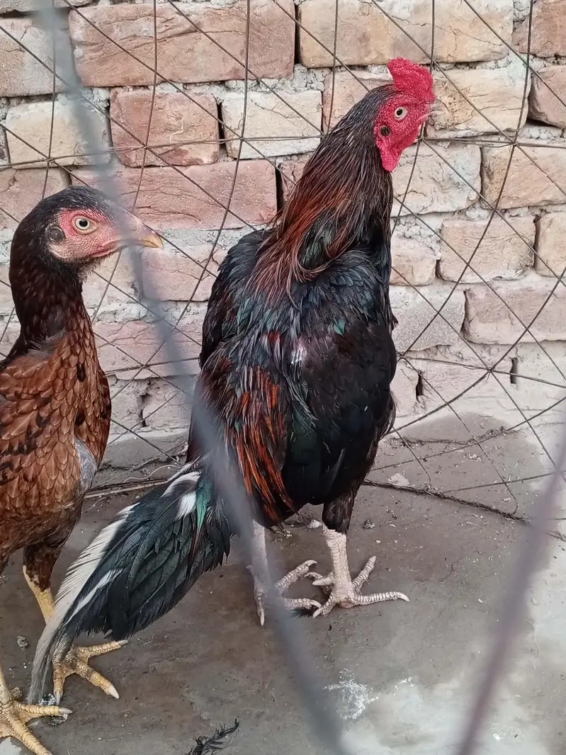 Pure Mianwali Aseel pair — photo 2