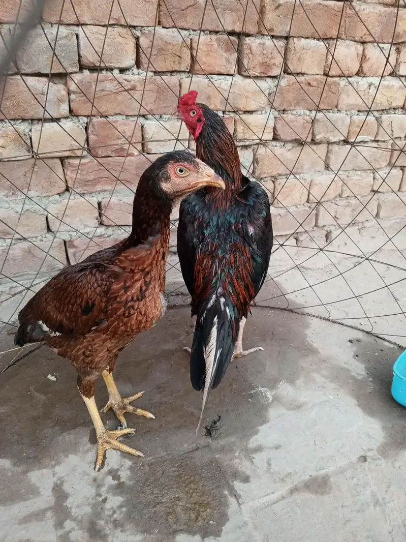 Pure Mianwali Aseel pair — photo 3