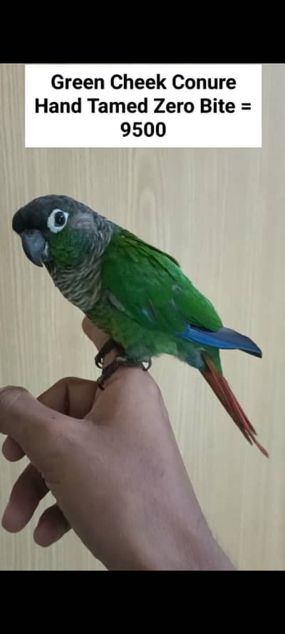 Sunconure | Red Moluccan Lory | Lovebirds | Blue Turquoise | Monk