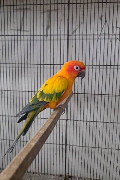Suncnor breedr male