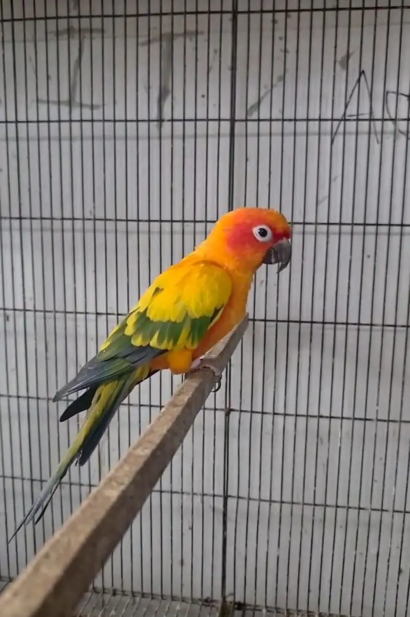 Suncnor breedr male