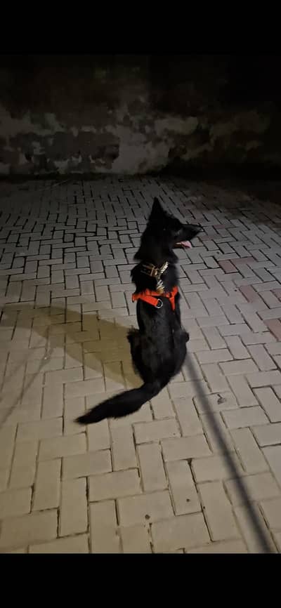 Black Female with beautiful coat fully Active and healthy