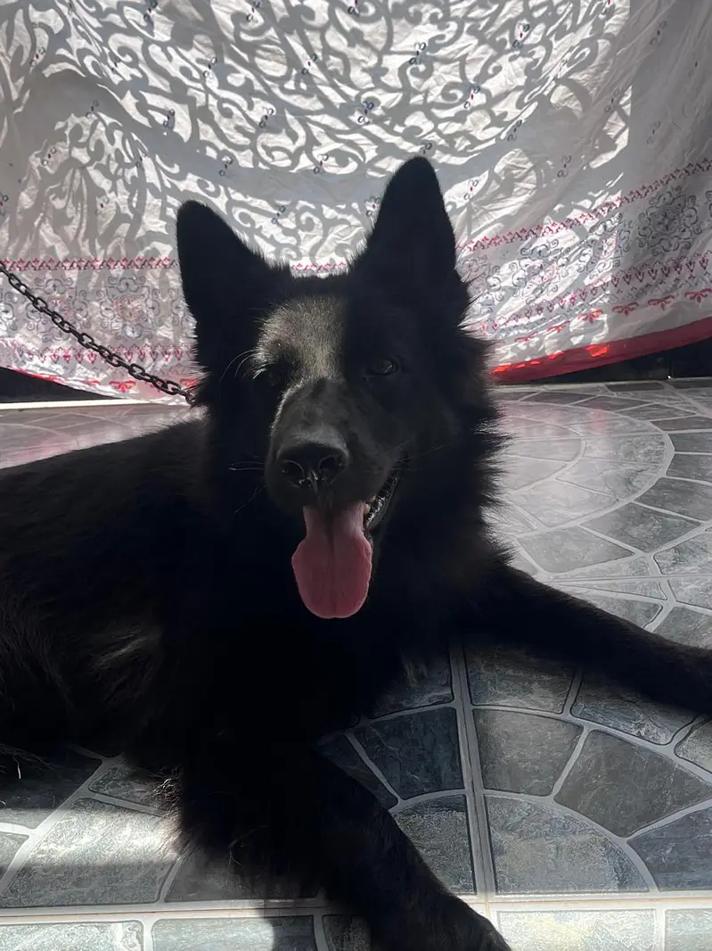 Black Female with beautiful coat fully Active and healthy — photo 2