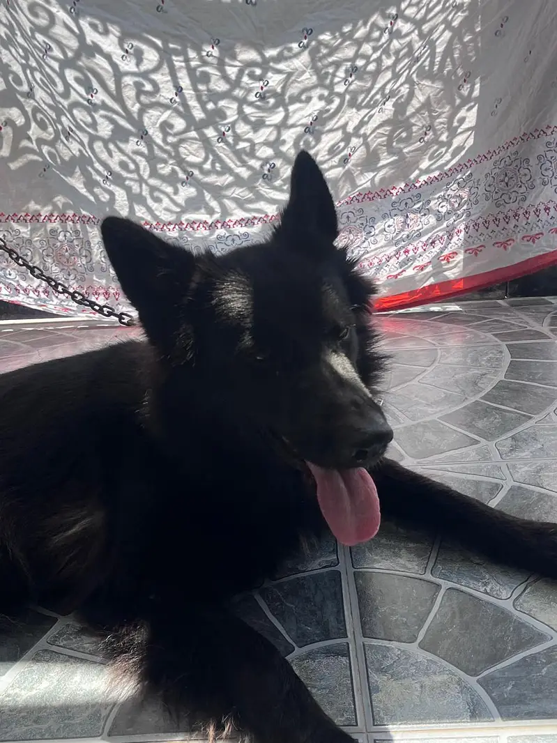 Black Female with beautiful coat fully Active and healthy — photo 3