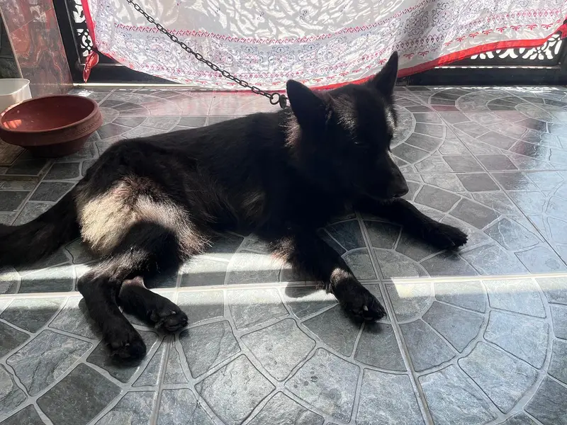 Black Female with beautiful coat fully Active and healthy — photo 4