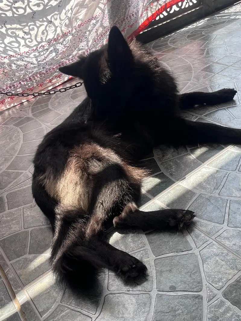 Black Female with beautiful coat fully Active and healthy — photo 5