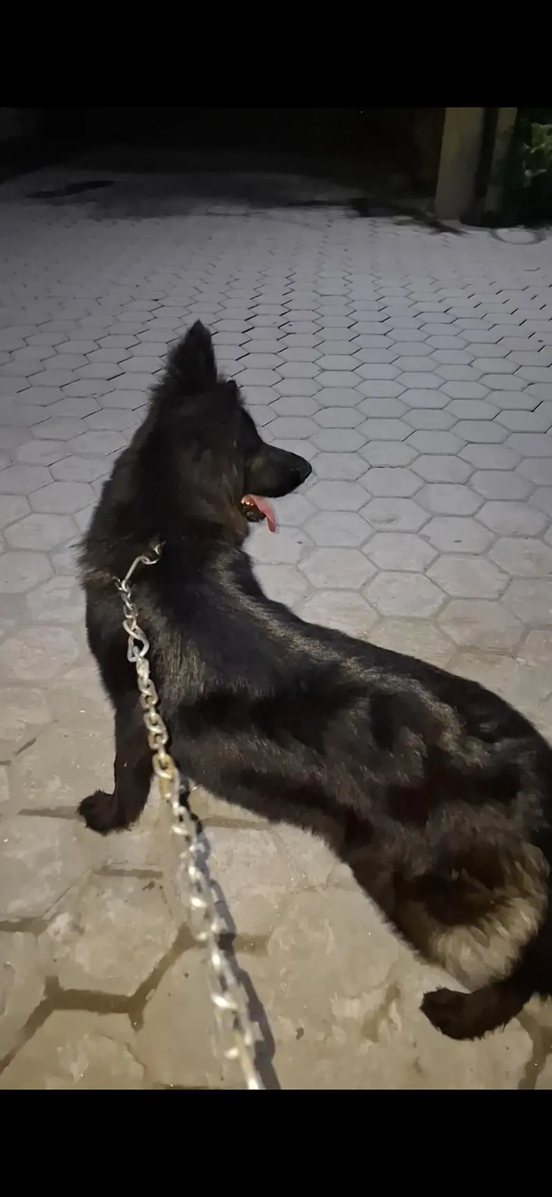 Black Female with beautiful coat fully Active and healthy — photo 6