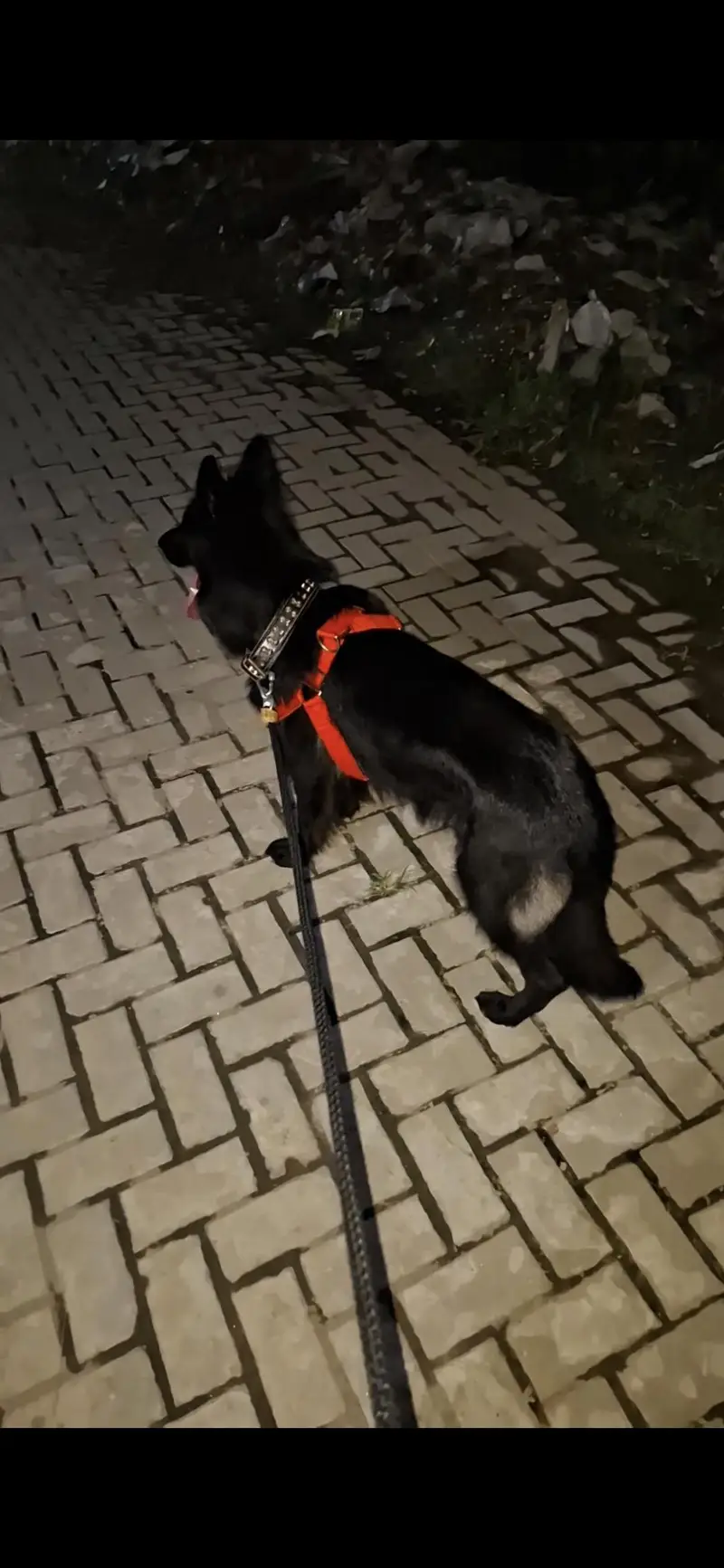 Black Female with beautiful coat fully Active and healthy — photo 7