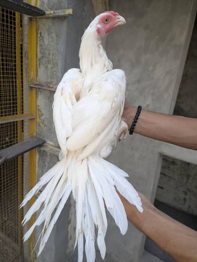 parrot beak long tail pair Indian dragon pair  03060481083 watsap only
