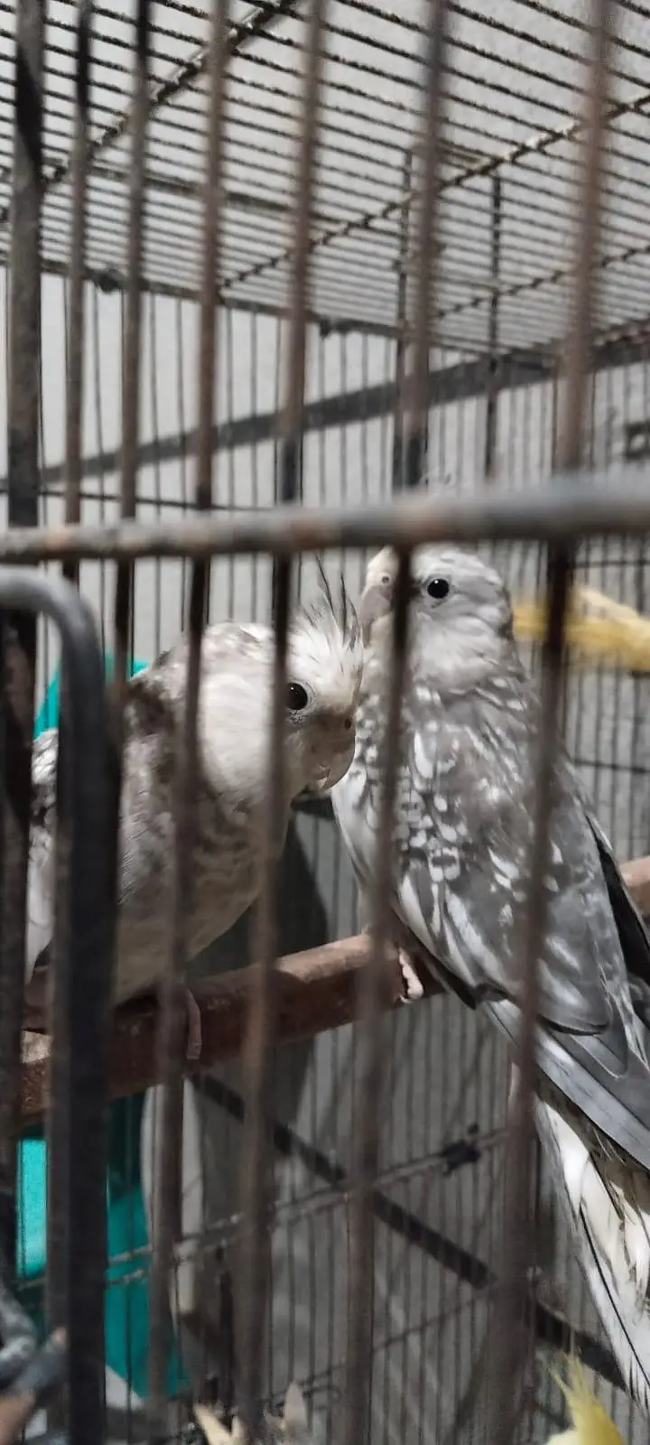 4 x White face cockatiels