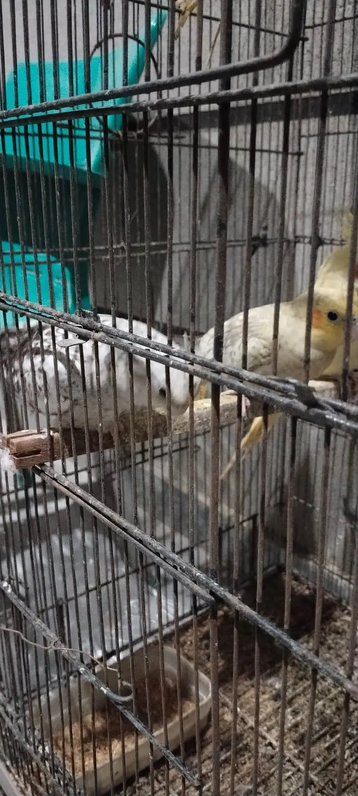 4 x White face cockatiels — photo 2